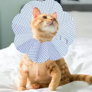 TBZ 강아지 고양이 일회용 엘리자베스 넥카라