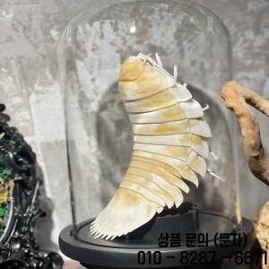 Bathynomus Giganteus 과학 교육 홈 장식 선물을위한 쇼케이스 동물 태피스터리가있는 정통 거대한 Isopod