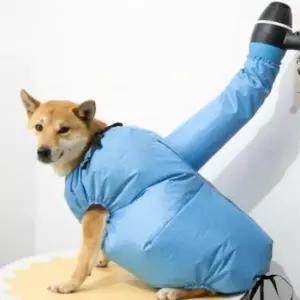 [반려] 드라이 펫 목욕용품 드라이 건조복 간편 애견 수트 패션 수트 용품 강아지
