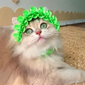 여름 고양이 프릴 모자 사진 고양이 촬영 모자 반려동물 메쉬