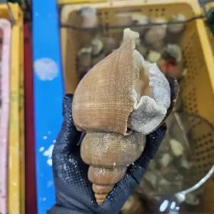 특대 나발 고동 소라 1kg(3~5미)