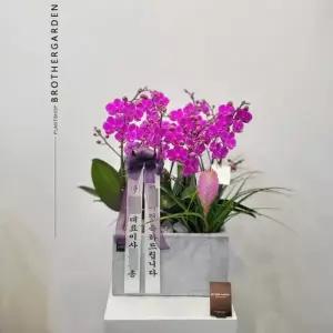 [텐바이텐][축하난화분/부모님생신/개업선물]호접란-만천홍D