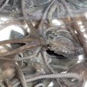 전남 고흥 산낙지 중대 3마리 (마리당 150g)