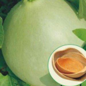 바가지박 대박종자 종묘사 홈가드닝 재배용 모종 텃밭 건강한 꽃씨몰 화훼