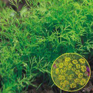 꽃씨앗 야생화씨 허브씨 딜씨앗 식용꽃 정원꾸미기 허브종류 딜모종