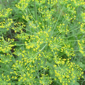 딜씨앗 허브딜 식용꽃 씨앗 야생화씨 허브씨 판매 원예 가정 꽃종자