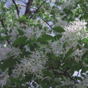 하얀꽃나무 정원꾸미기 원예작물 구기자 구기자종자 재래종 재래종자 국산품종 모종 묘목