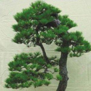 분재소나무 정품종자 재래종자 소나무씨앗 원예종묘