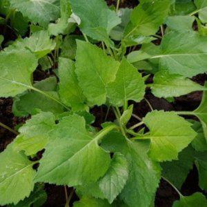 곤드레종자 식물씨앗 채소류 야채류 홈가드닝 산마늘명이나물 곰취모종