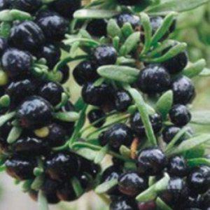 구기자씨 구기자종자 블랙 약용 식물 씨앗 정원꾸미기 야생화 묘목 꽃씨몰