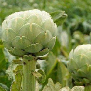 아티초크 꽃씨 야생화 씨앗 식용허브 허브꽃 종자 품종 10g