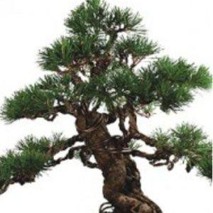 해송나무 해송 소나무 분재 종자 씨앗 묘목 모종 꽃씨앗 텃밭모종