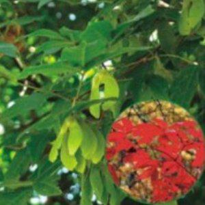 복자기나무 종자 씨앗 재래종 지구자 조경용 낙엽활엽교목 모종 묘목