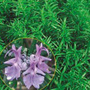 로즈마리씨앗 허브씨앗 허브종류 다년생꽃씨 야생화종류 꽃씨판매