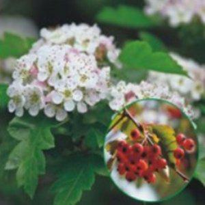 산사나무 소교목 나무 종자 오가피 낙엽활엽소교목 활엽수 홈가드닝 식물 돌매