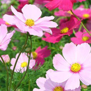 코스모스씨앗 야생화꽃씨 꽃씨몰 정원가꾸기 홈가드닝 화훼 20g