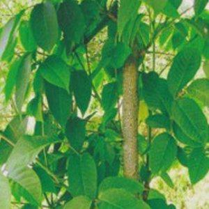 재래종자 오가피 산사나무 활엽수 홈가드닝 뽕나무과 낙엽활엽 모종 묘목 식물