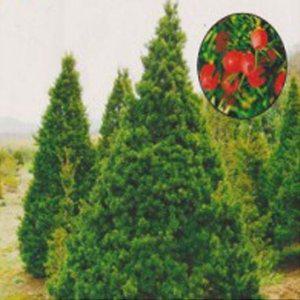 백골송 백송 수목 식물 소나무 종자판매 소나무 씨앗 봄꽃모종 빨간열매