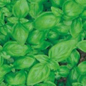 바질씨 허브 모종 바질씨앗 식용허브