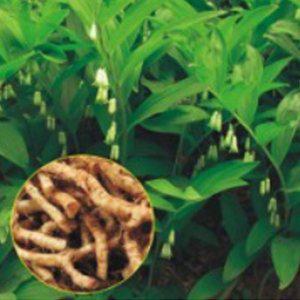 둥글레재배종자 둥글레씨앗 종묘사 식물씨앗 판매 원예 모종 백합꽃