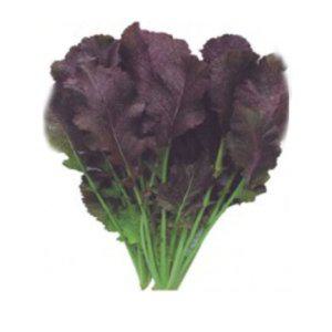 붉은 갓 씨앗 채소 품종 야채 20g