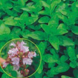 마조람 야생화 허브 꽃씨 씨앗 1000립 식용허브 정원꾸미기 봄꽃씨앗