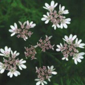 꽃씨앗 허브종류 고수모종 딜모종 딜씨앗 식용허브