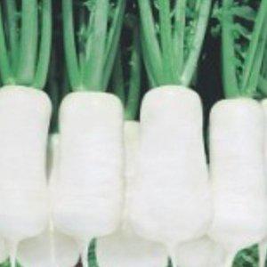 알타리무 알타리 야채 채소 씨앗 20g 텃밭모종 모종판매