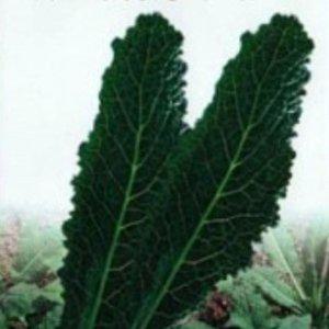 잎브로콜리 케일씨 채소 뉴그린 케일 모종 쌈채소 상추모종 명이나물재배