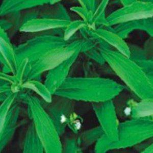 스테비아씨앗 감미성분 야생화씨 식용허브모종 다년생꽃 스테비아모종 허브꽃 야생화꽃씨