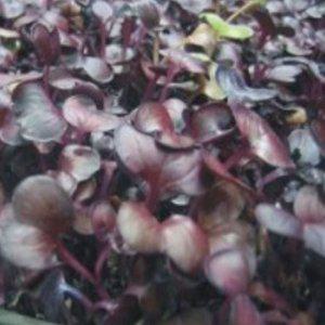 홍염무새싹 적무 청경채 케일 전용 녹두 종묘사 홈가드닝 유채 씨앗