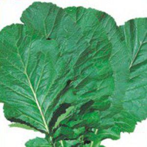 갓 가을 야채 김장 채소 품종 종자 씨앗 20g 푸른