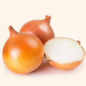 양파 모종 양파씨앗 양파 판매 채소 씨앗 종자 구근 홈가드닝