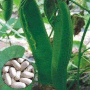 작두콩씨 종묘사 국산품종 작두콩키우기 텃밭모종 채소모종 홈가드닝 원예작물 생강씨앗 딜씨앗