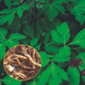 당귀품종 종묘사 씨앗판매 홈가드닝 식물 가꾸기 베란다 옥상 텃밭모종 허브모종