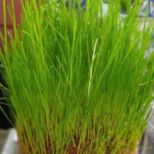 물잔디씨 잔디인형만들기 키우기 씨앗판매