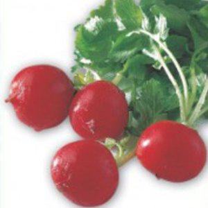 알타리 무종류 채소씨앗 홈가드닝 종묘사 판매 채소모종