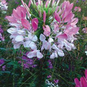 족두리꽃 야생화씨 씨앗 종묘사 홈가드닝 꽃씨 봄꽃씨앗 다년생꽃 초화류