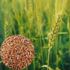 밀 씨앗 야생화씨앗 코스모스씨 30g