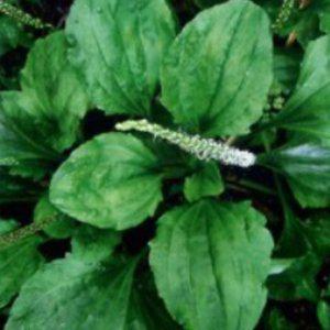 질경이씨 차류 종자판매 나물류 꽃씨앗 재배용 좋은 품질 야생화 봄꽃모종