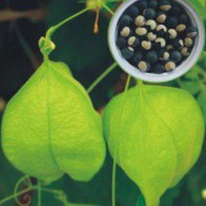 풍선초 덩굴 야생화 꽃씨 식물 희귀 화초 원예 꽃씨앗