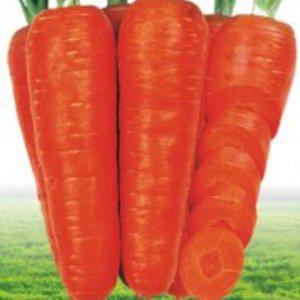 당근씨앗 국산품종 국산 원예 모종 꽃씨앗 채소모종