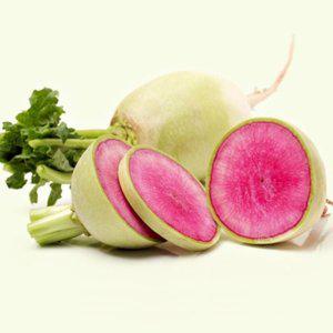 수박무 채소품종 홍심무씨앗 판매 야채종자 무종류 재배용