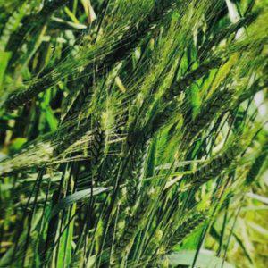 밀보리 벼과 웰빙곡물씨앗 호밀씨앗 30g