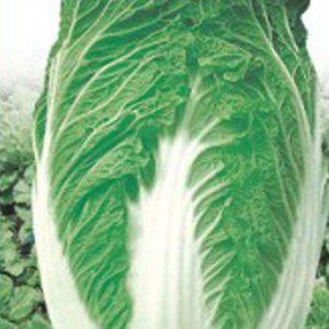 배추 종묘사 가을 배추씨 종자판매 노랑 씨앗판매 쌈채소 본상품 상추모종