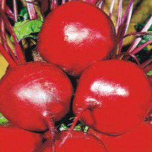 비트 뿌리 잎 채소 종자 씨앗 200립 우량종 콜라비