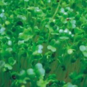 새싹 채소 씨앗 30g 어린잎 홈가드닝 종자판매 브로콜리 야채