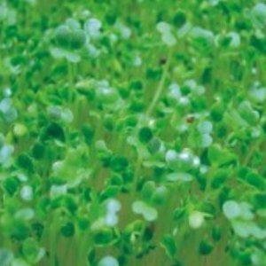 새싹 비타민채 야채 채소 종자 씨앗 30g 케일 청경채 적무