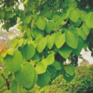 계수나무 종자판매 낙엽교목 가로수 계수나무과 직접키우기 계과 학교 모종 묘목