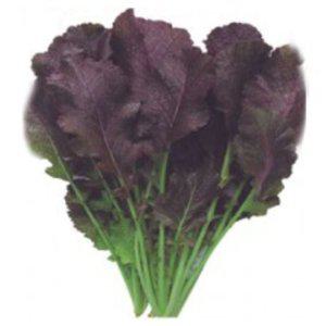 자색 잎채소 모음 쌈 채소 적갓 갓김치 야채 씨앗 종자